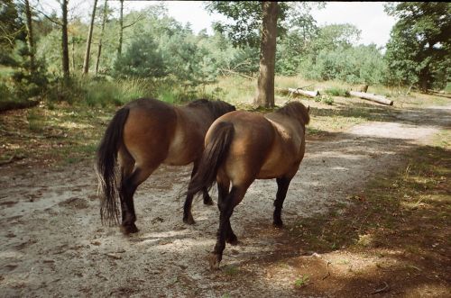 Horses In The Park