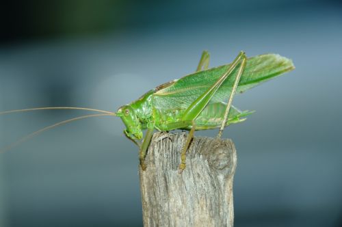 konik grasshopper feb