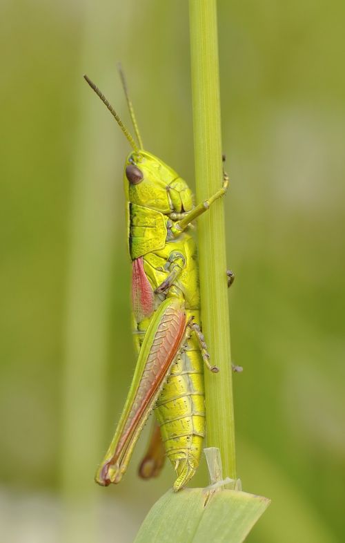 konik grasshopper insect