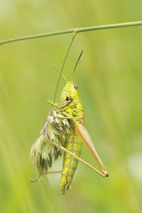 konik grasshopper insect