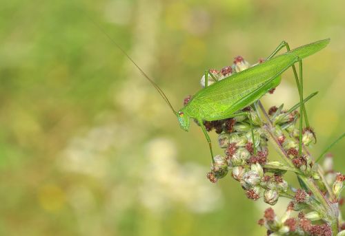 konik grasshopper insect