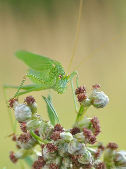 konik grasshopper insect