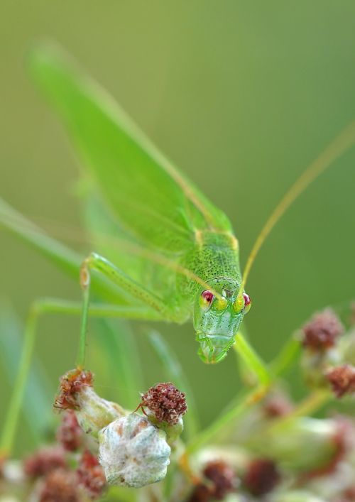 konik grasshopper insect