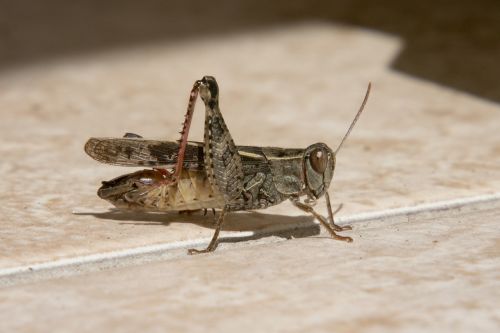 koník grasshopper insects