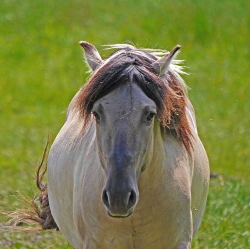 konik  wild horse  head