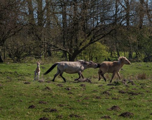 konik wild horse horse