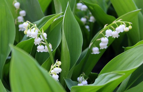 konwalie  spring flowers  may
