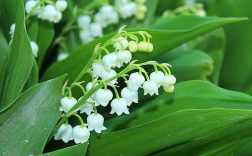 konwalie  lily of the valley  spring flowers
