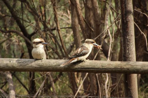 kookaburra australia bird