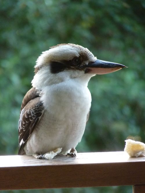 kookaburra bird feathers