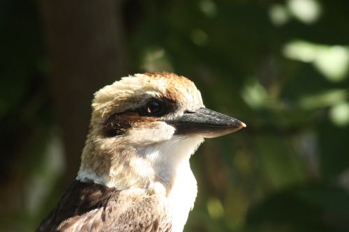 kookaburra bird native