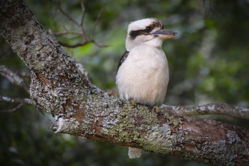 Kookaburra