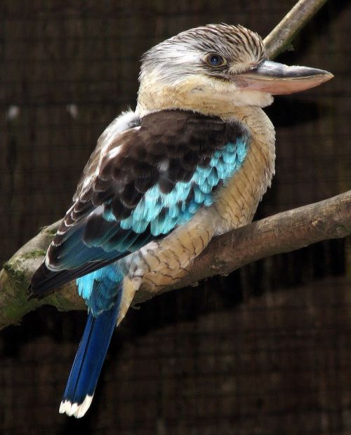 kookaburra bird perched