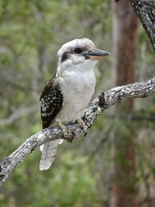 kookaburra australia kingfisher