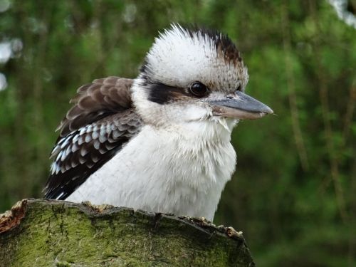 kookaburra york bird of prey doesn't like snakes