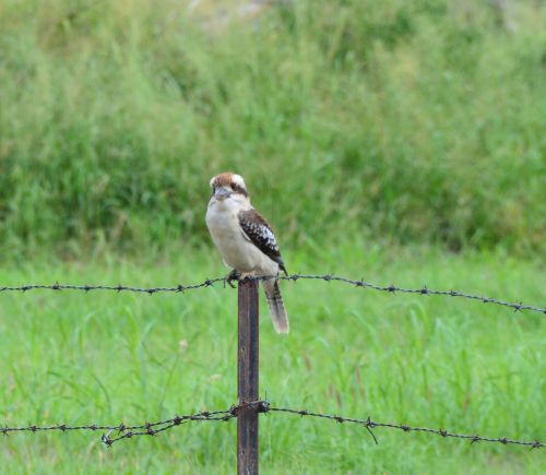 kookaburra bird fence