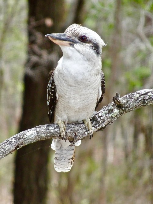kookaburra  bird  australian