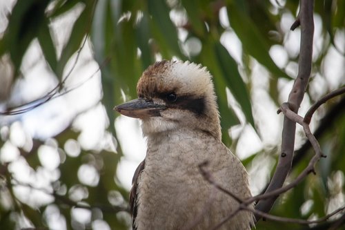 kookaburra  tree  bird