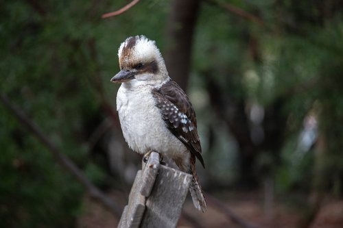 kookaburra  bird  australia