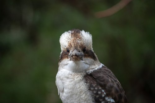 kookaburra  bird  australia