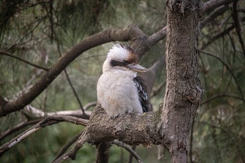 kookaburra  australia  bird