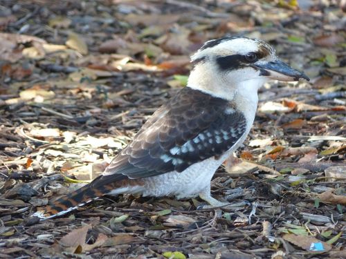 kookaburra australian native bird bird