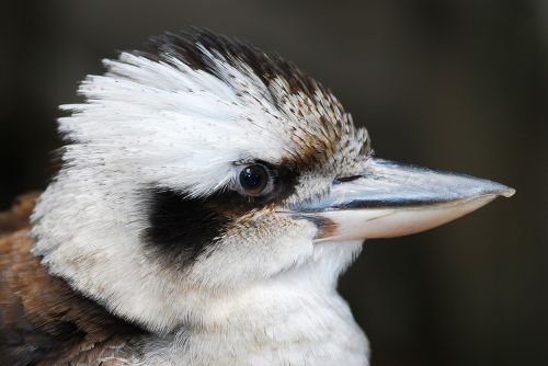 kookaburra bird australia