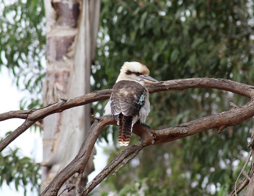 kookaburra  kingfisher  australian