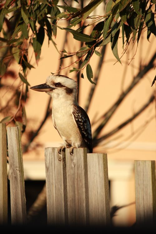 kookaburra australian fence