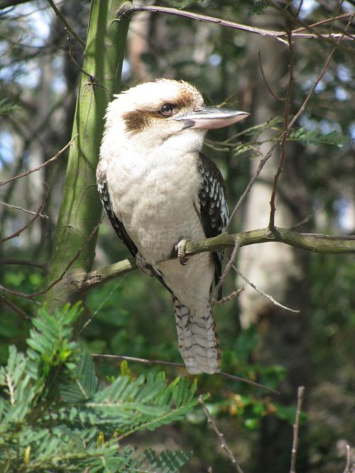 kookaburra nature australia