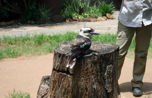 Kookaburra At Umgeni Birdpark