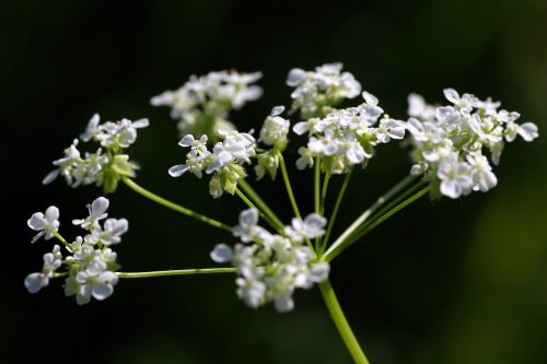 koper wild flower