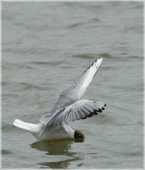 Submerging, The Seagull 2