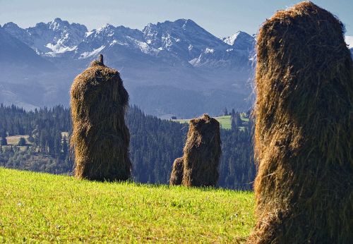 kopki hay grass skoszona stacks of hay