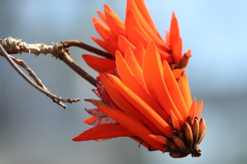 korallenbaum  orange  flowers