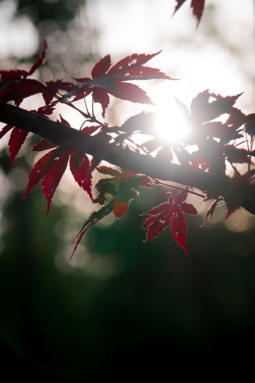 korea leaves autumn
