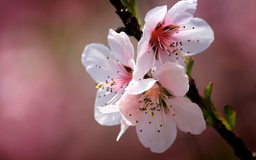 korea peach  fruit trees  flowers