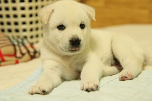 korean jindo dog puppy