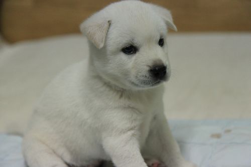 korean jindo dog puppy