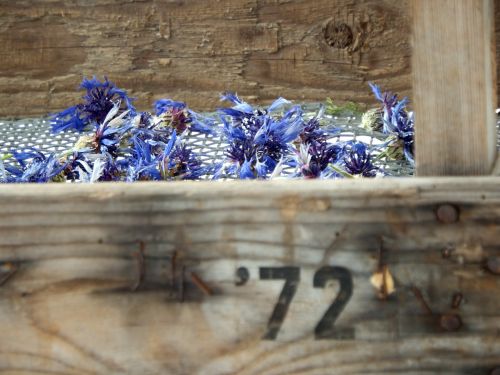 Cornflowers In Wooden Box