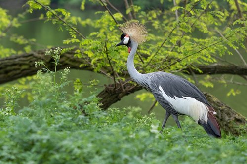 koronnik  gray  crane