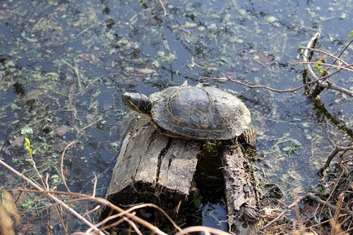 korytnacka  turtle  animal