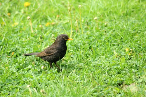 kos  bird  animals