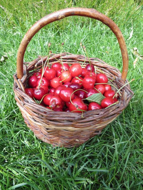 Basket Of Cherries