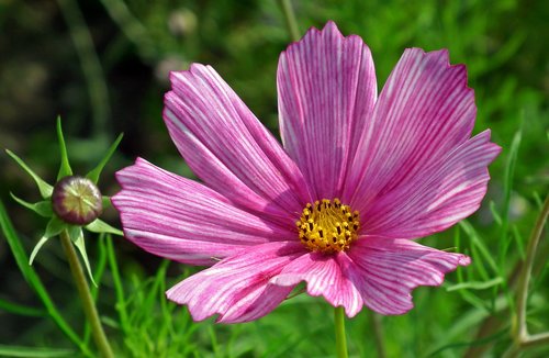 kosmea  flower  pink