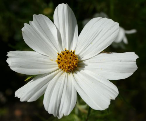 kosmee cosmos white blossom