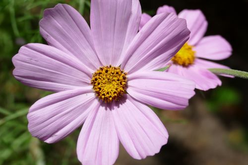 kosmee cosmos pink flower