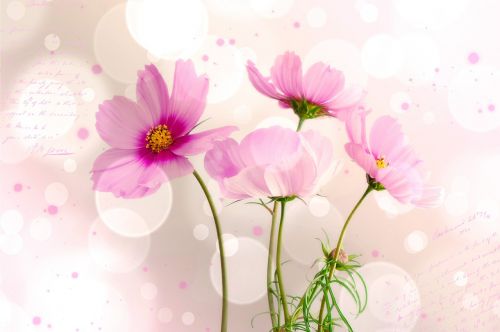 kosmee flower flowers