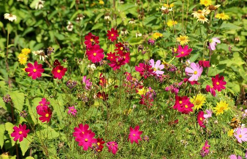 kosmosy  flowers  colorful