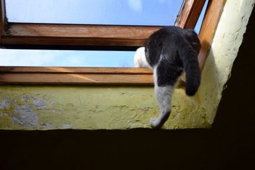 kot climbs through the window out